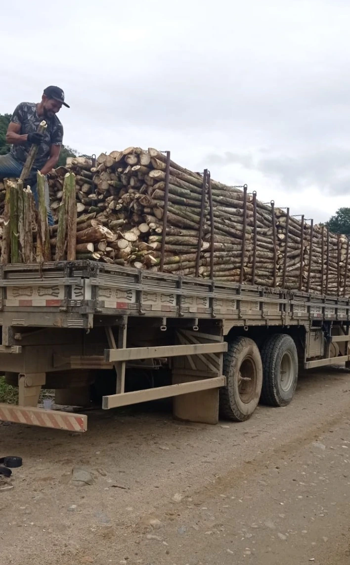 Caminhão do Sítio Aurora carregado com hastes de palmito pupunha