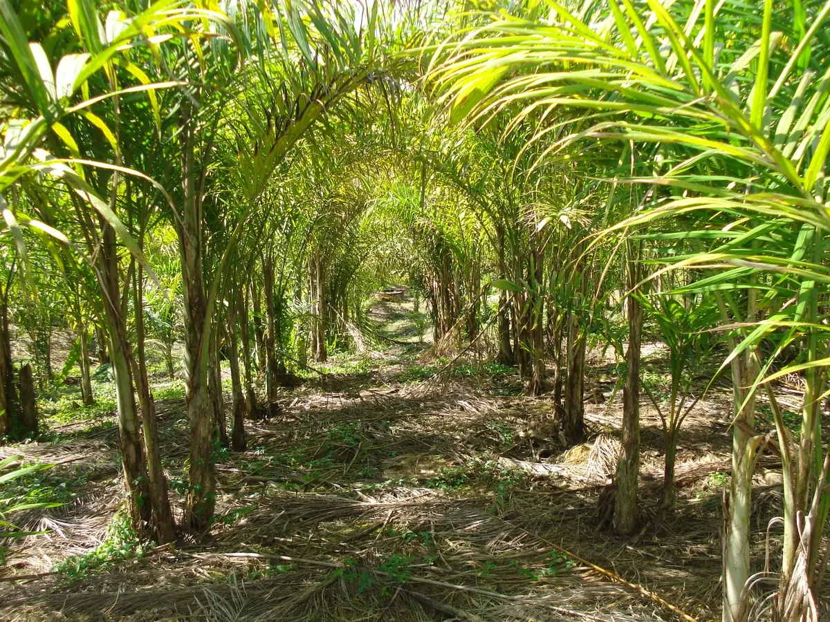 Plantas de palmito pupunha em área de cultivo